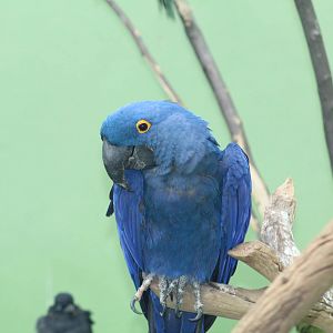 Hyacinth Macaw