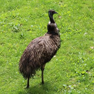 Emu