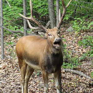 P?re David's Deer Bellowing