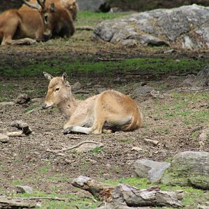 P?re David's Deer Fawn