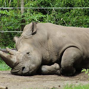 Southern White Rhinoceros
