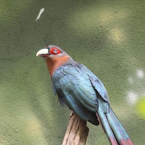 Indochinese Chesnut-Breasted Malkoha