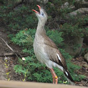Red-Legged Seriema