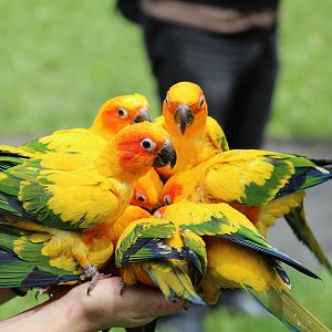 Sun Conures