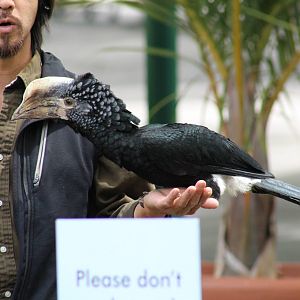Silvery-Cheeked Hornbill