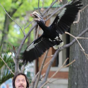Silvery-Cheeked Hornbill