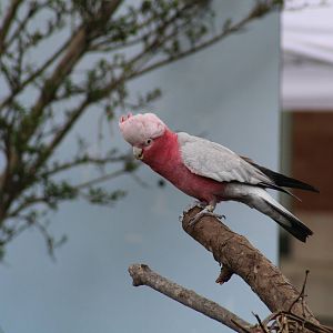 Galah