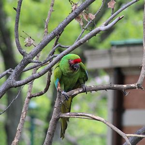 Military Macaw