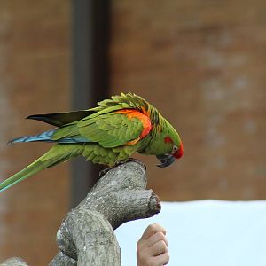 Red-Fronted Macaw