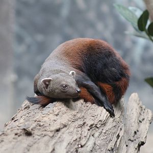 Ring-Tailed Vontsira