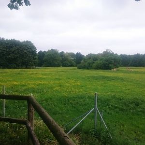 Part of Przewalski horse - wisent enclosure