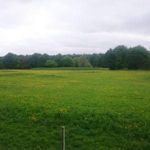 Part of Przewalski horse - wisent enclosure