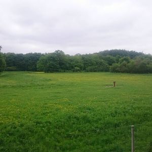Part of Przewalski horse - wisent enclosure