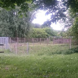 Holding pens Przewalski horse - wisent enclosure