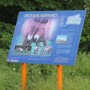 Sign Przewalski horse