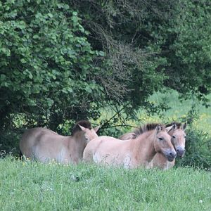 Przewalski horses