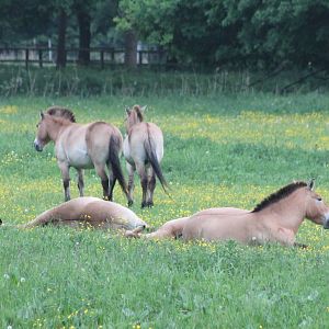 Przewalski horses