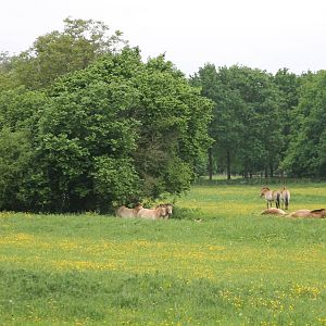 Przewalski horses