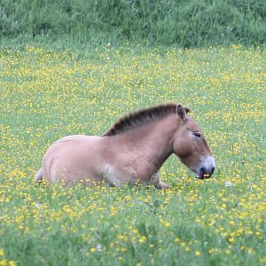 Przewalski horse
