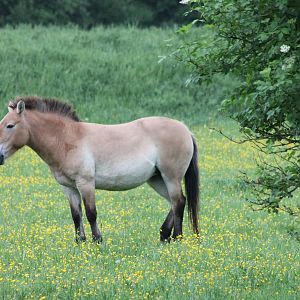 Przewalski horse
