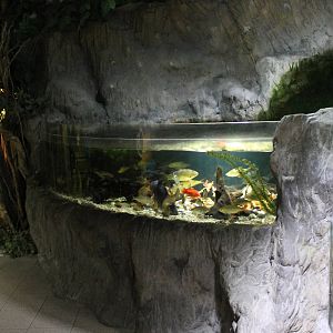 Aquarium European fish