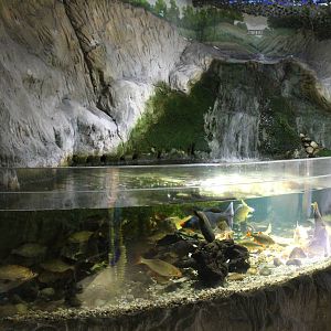 Aquarium European fish