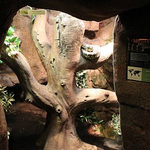 Enclosure Jungle carpet python