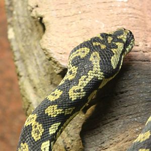Jungle carpet python
