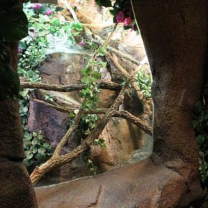 Enclosure Panther chameleon