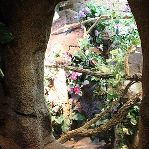 Enclosure Panther chameleon