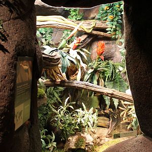 Enclosure Baron's green racer