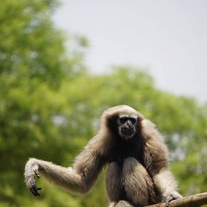 Western Hoolock Gibbon