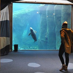 Pacific Harbor Seal Exhibit
