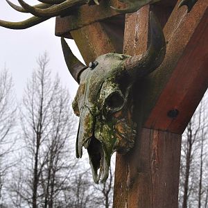 Wood Bison Skull