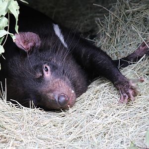 Tasmanian Devil at San Diego Zoo 23rd April 2016