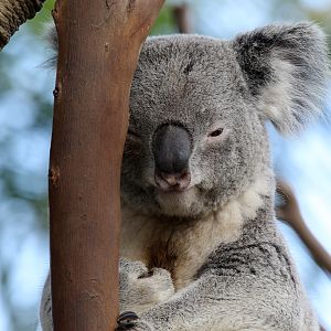 Koala at San Diego Zoo 23rd April 2016