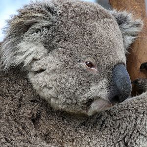Koala at San Diego Zoo 23rd April 2016