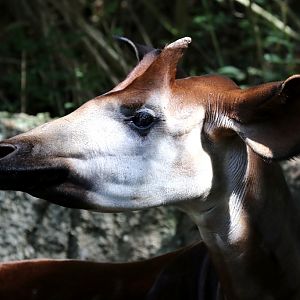 Okapi at San Diego Zoo 23rd April 2016