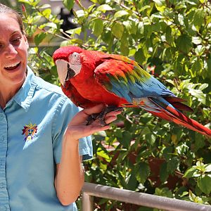 Macaw at San Diego Zoo 23rd April 2016