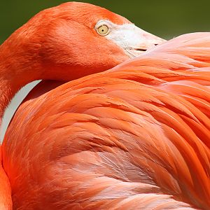 Caribbean Flamingo at San Diego Zoo 23rd April 2016