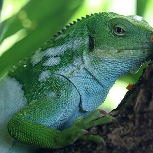 Fijian Banded Iguana at San Diego Zoo 23rd April 2016