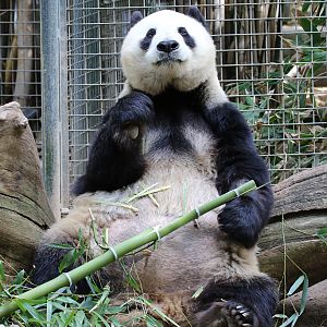 Giant Panda at San Diego Zoo 23rd April 2016