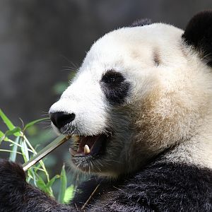 Giant Panda at San Diego Zoo 23rd April 2016