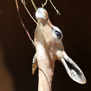 Gerenuk at San Diego Zoo 23rd April 2016
