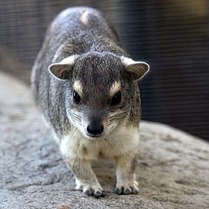 Yellow Spotted Rock Hyrax at San Diego Zoo 23rd April 2016