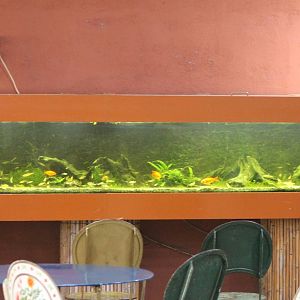 Aquarium in the restaurant