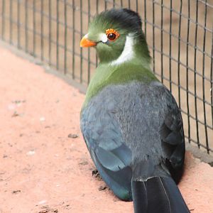 White-cheeked touraco
