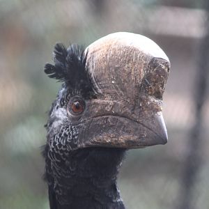 Silvery-cheeked hornbill
