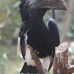 Silvery-cheeked hornbill