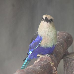 Blue-bellied roller